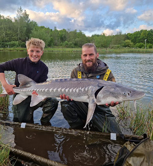 stør500x540